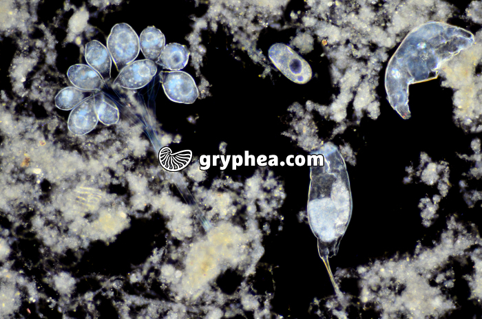 Protozoaires (vorticelles) et rotifères - gryphea.com